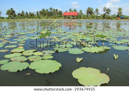 Lotus pond in sunny day /Lotus field