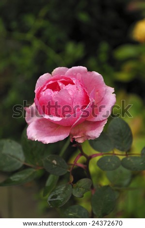 Wet single rose on a stem in a garden