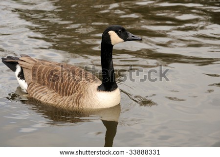 Canadian goose on a water with surface reflections and ripples
