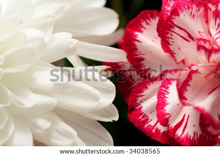Chrysanthemum Blossoms