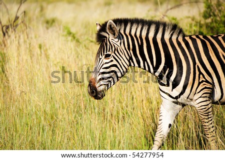 Zebra close-up in landscape orientation