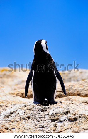 Penguin Back View