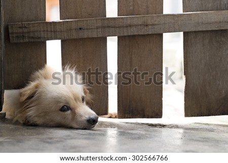 Lonely dog looking out from the hole under fence