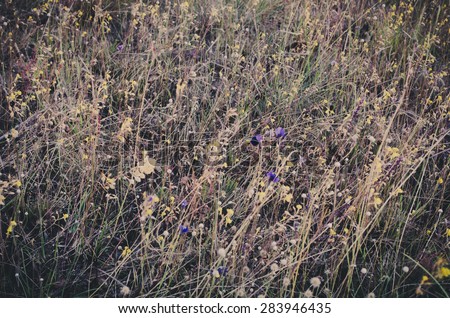 Abstract floral background in vintage style. Wild flowers and grass mowing at windy summer field. blurred