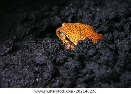 poisonous frog hiding in black mud