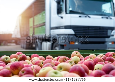 Fruit and food distribution. Truck loaded with containers full of apples ready to be shipped to the market.