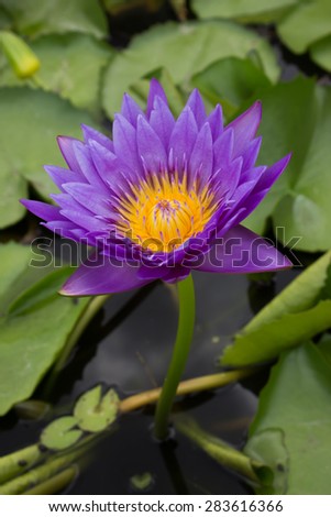Beautiful lotus, Purple Lotus flower and Lotus flower plants.