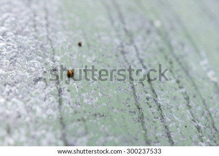 Ladybug moving across textured tin sheet.