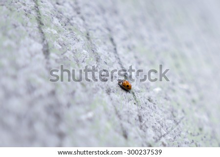 Ladybug moving across textured tin sheet.