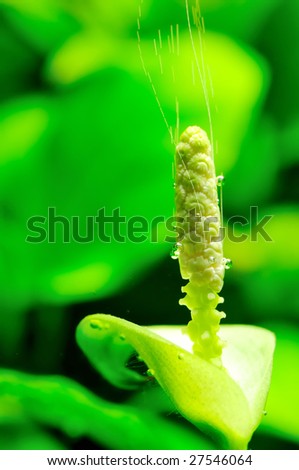 Buf of underwater plant(Anubias nana)