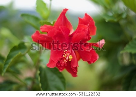 Shoe flower, Hibiscus, Chinese rose.Queen of tropic flower.
