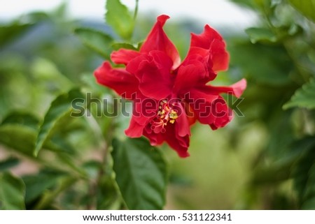 Shoe flower, Hibiscus, Chinese rose.Queen of tropic flower.