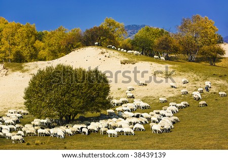 sheep on the hill