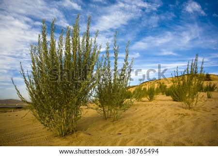 plants in desert