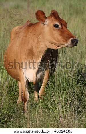 Brown Cow Images