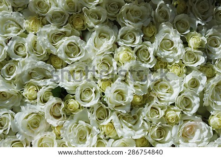 White Rose is a great gift for any occasion for your loved ones, a chic selection of white roses, fresh flowers for a woman