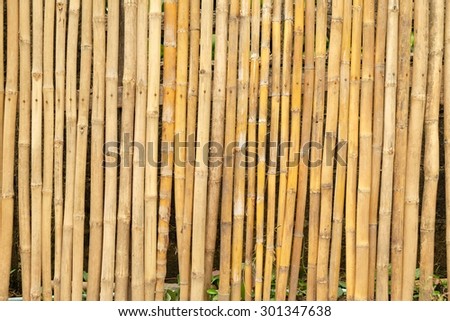 Golden bamboo fence in garden