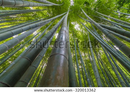 Bamboo grove, bamboo forest at Kamakura, Kanagawa, Japan