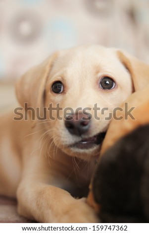 A cute golden labrador puppy biting on her toy whilst looking away from the camera.