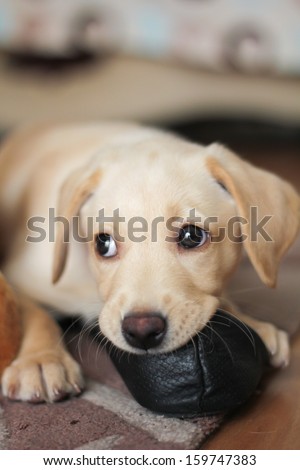 A cute golden labrador puppy biting a shoe.