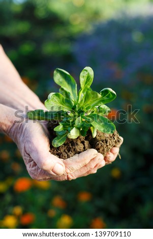 Elder with little lettuce plant with soil in their hands