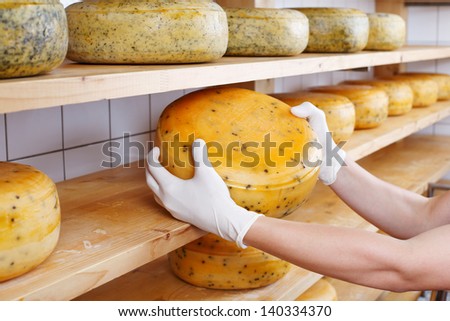Cheesemaker selects a mature cheese from the shelves of the cheesemaking shop