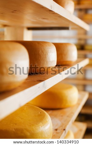 Cheese-wheels maturing on different shelves at the cheesemaker cellar