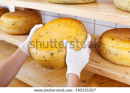 Close-up of a cheesemaker selecting mature cheeses from the shelves of the cheesemaking shop, wearing protective latex gloves