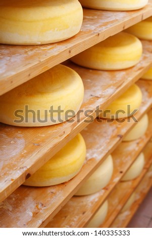 Shelves filled with traditional cheese-wheelsShelves filled with many traditional cheese-wheels at the cheesemaker shop