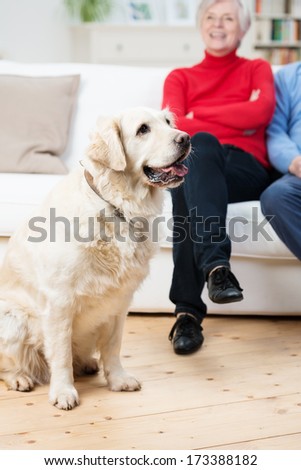 Loyal golden retriever dog sitting on the living room floor panting with its owners sitting on the sofa in the background