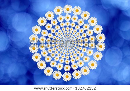 daisies circle on blue background
