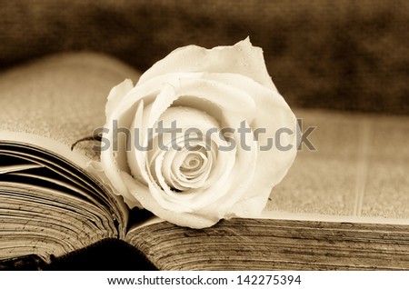 an old book covered with a white rose