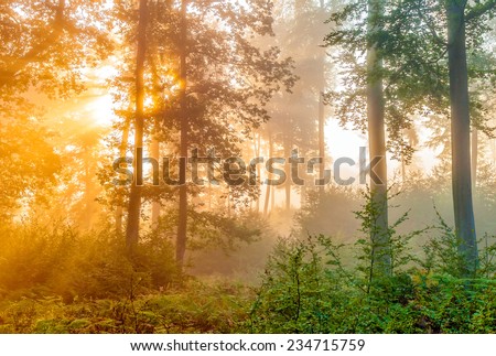 the sun goes up through the foliage in the forest