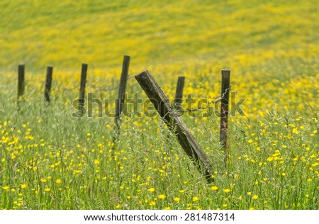 old fence in a flowery meadow