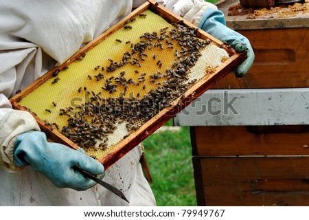 a beekeeper at work