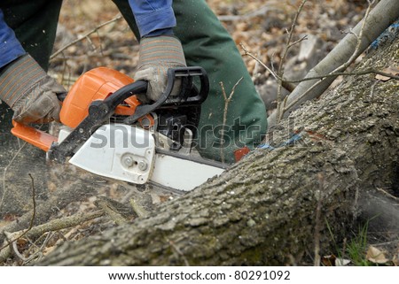 Man cuts tree with chainsaw