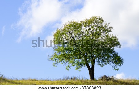 an isolated tree in a meadow