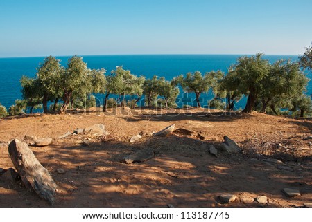 Olive trees against sea background in Thassos