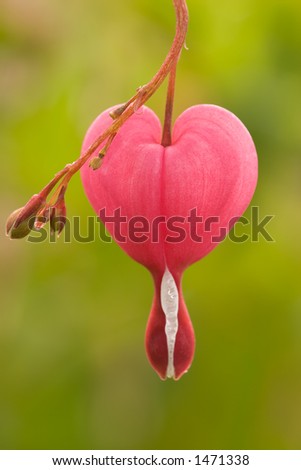 Bleeding Heart Flower