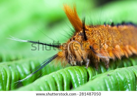 Orange caterpillar on a fern leaf.  Guilin, China.