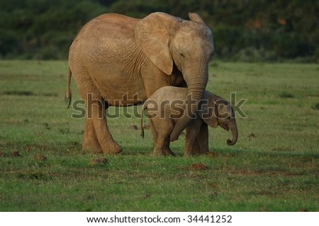Mother elephant caressing baby with her trunk