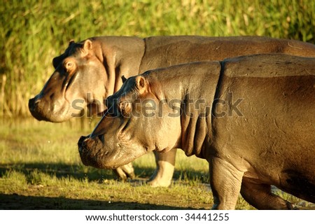 Two hippopotamuses in St Lucia Bay Estuary, South Africa, keeping a lookout as they walk towards the water at sunrise