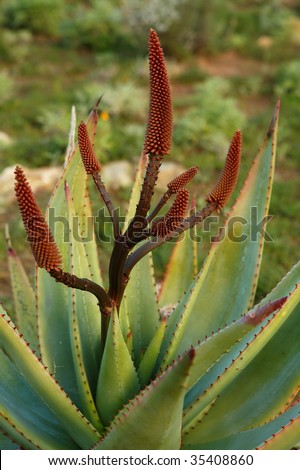 Aloe ferox with branched inflorescence, Western Cape province, South Africa
