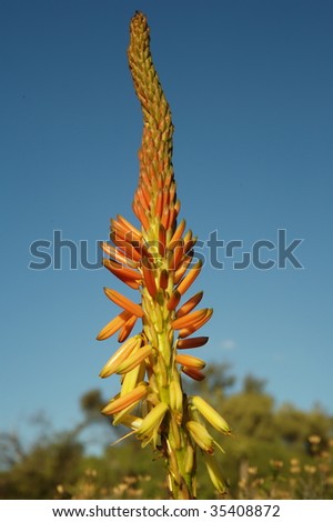 Aloe inflorescence, Western Cape province, South Africa