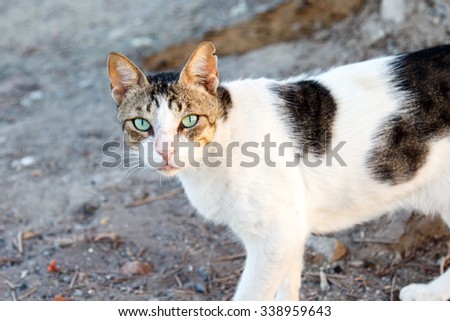 Street cat eyes contact
