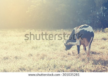 A vintage style of a cow has itchy on his nose
