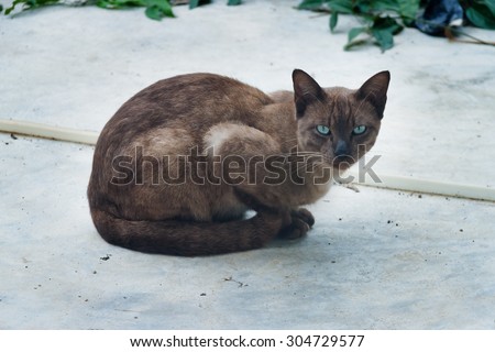 An annoy Burmese cat