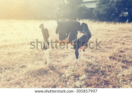 The vintage style of A milk cow standing on the field