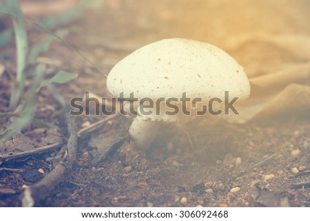 The vintage style of Termitomyces microcarpus mushroom