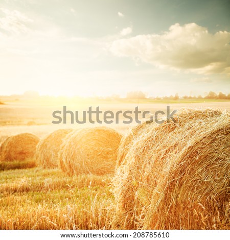 Summer Field with Hay Bales on the Background of Beautiful Sunset. Agriculture Concept. Instagram Styled Toned Photo.